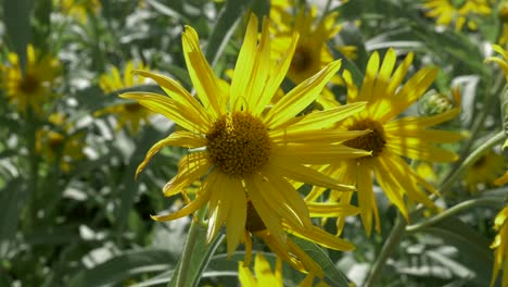 girasoles bailando en el viento