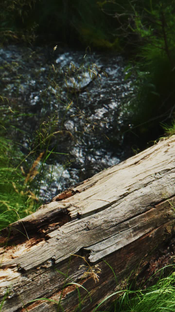 Primo piano di un tronco caduto accanto a un ruscello che scorre nella foresta