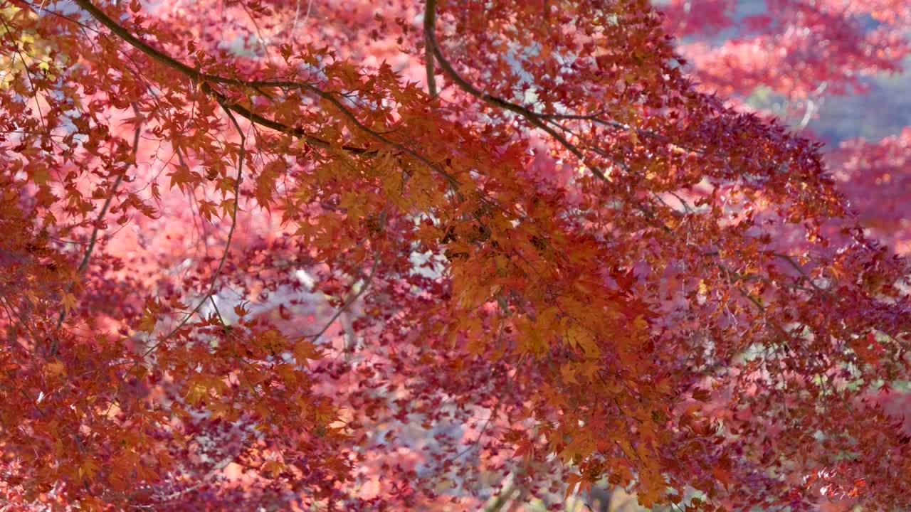 Beautiful red vibrant maple leaves in Japan during fall season