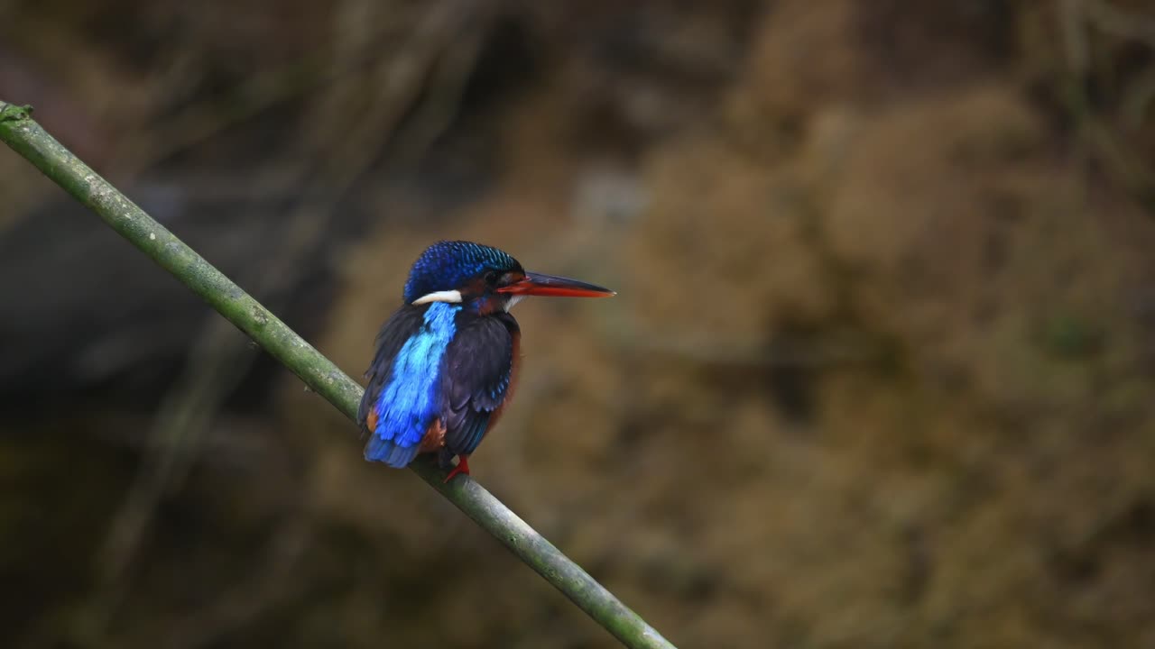 encaramado en un pequeño bambú diagonal respirando y moviendo la cabeza mientras mira, martín pescador de orejas azules, alcedo meninting, parque nacional kaeng krachan, tailandia