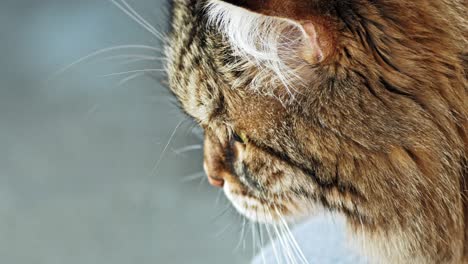 a black and white adult cat resting on a terrace