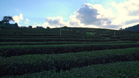 早上在山上种植茶叶