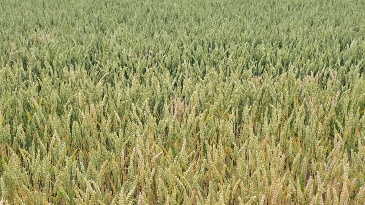 Footage of wheat field blown by the gentle wind