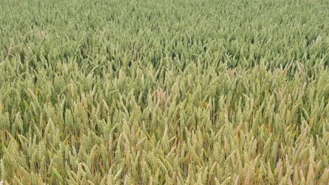 footage of wheat field blown by the gentle wind