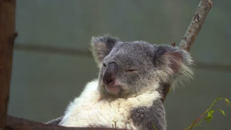 chill aussie koala, phascolarctos cinereus, sitting at the fork of the tree, laying back and sleeping with its eyes closed, enjoying the summer breeze, australian native animal, wildlife sanctuary