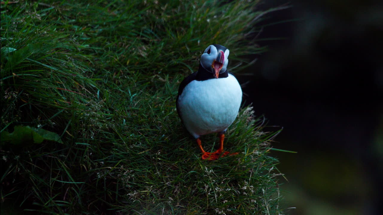Puffin in Grassy Meadow