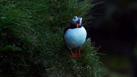puffin in grassy meadow
