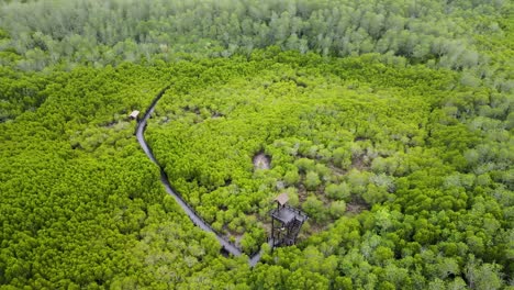 Scenic,-4k-aerial-drone-footage-of-the-Hua-Hin-Pran-Buri-forest-in-Thailand