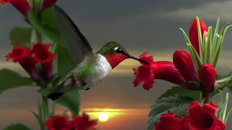 hummingbird feeding on a red flower at sunset