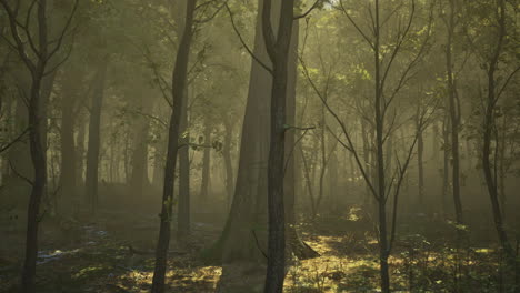 mysterious forest bathed in golden light during early morning hours