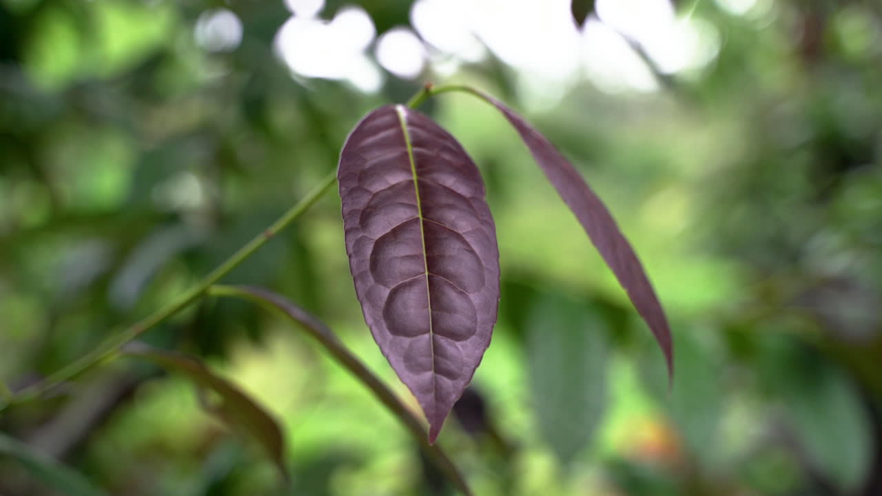 macro detalle de la hoja de guayusa púrpura orgánica que crece en la selva amazónica