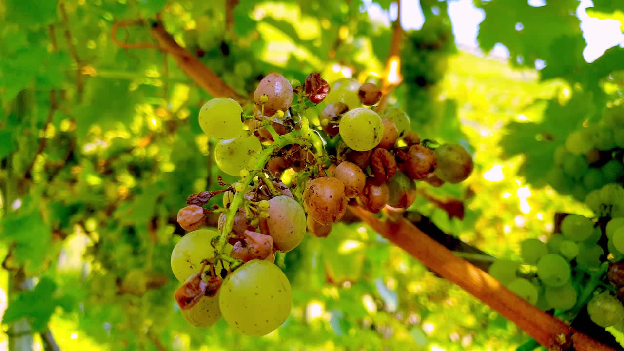 primer plano de uvas sauvignon podridas