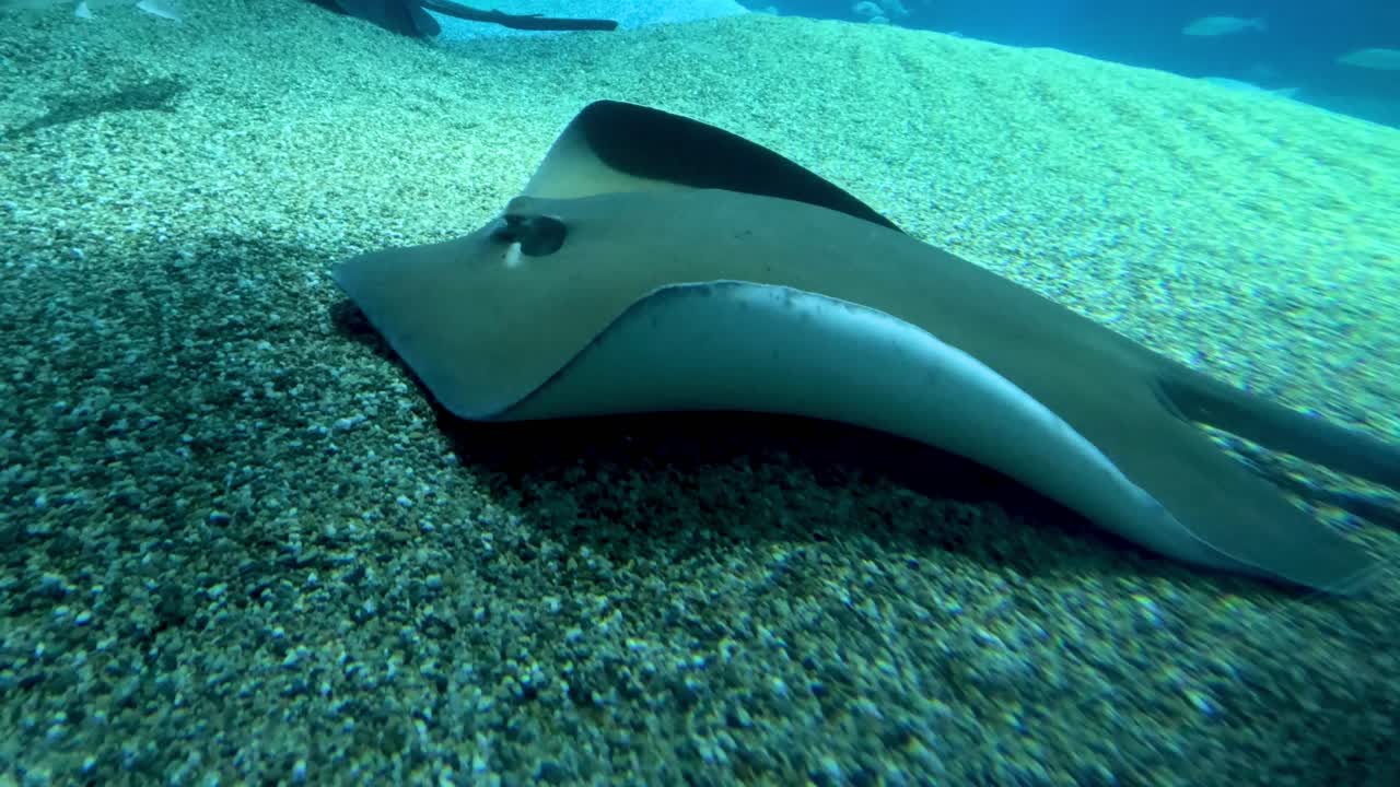 la manta ray se desliza con gracia sobre el fondo arenoso del mar.