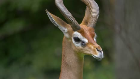 isolated close up of a giraffe gazelle turning its head towards the camera