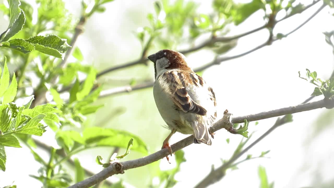 Clip of a cute Sparrow bird on the branch of a tree