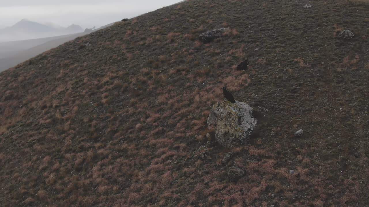 Aerial view. Flying Over Two Huge Birds Of Prey That Sit On The Hillside. Fall.