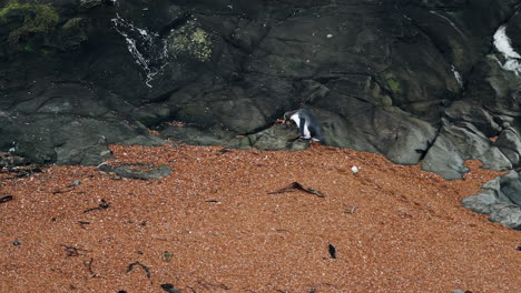 Nahaufnahme-Eines-Eigenartigen-Gelbaugenpinguins-Bei-Sonnenuntergang-Im-Leuchtturm-Von-Katiki-Point-In-Neuseeland