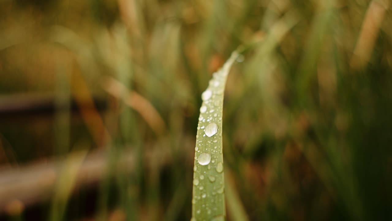 Close-up of Dew Drops on a Blade of Grass