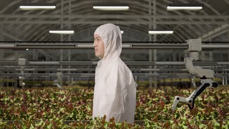 automated hydroponic lettuce farm with worker