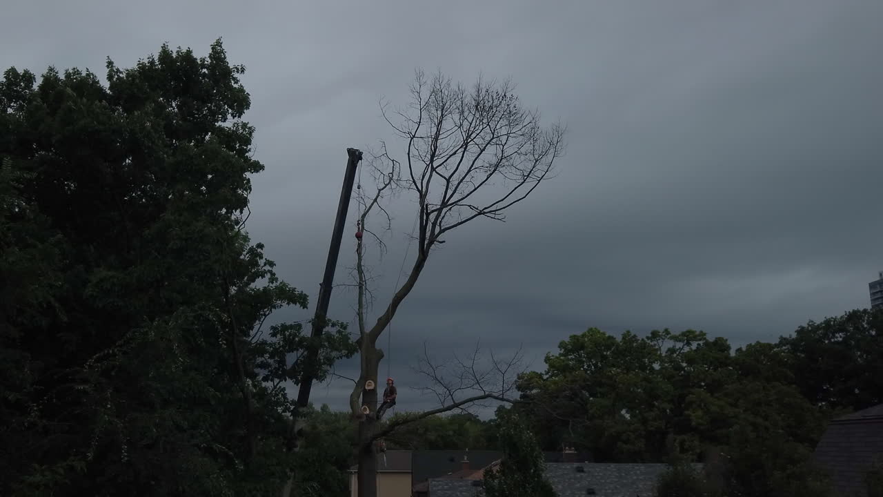 Back yard tree removal with worker perched on a tree supervising as a crane removes a large long branch, wide shot zooming in
