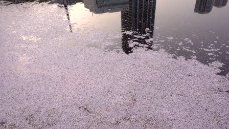 fallen sakura cherry blossom petals gathered in pond with buildin reflections