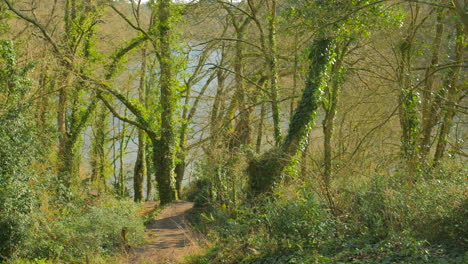 tree trunks covered with crawling ivy plants in a sunny park