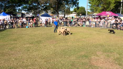 dogs perform tricks before a large audience