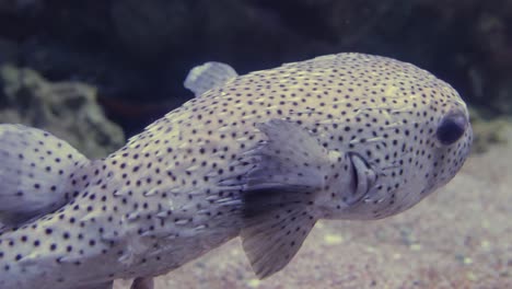 Pez-Puercoespín-Manchado-(diodon-Hystrix),-También-Conocido-Como-Pez-Puercoespín-Manchado