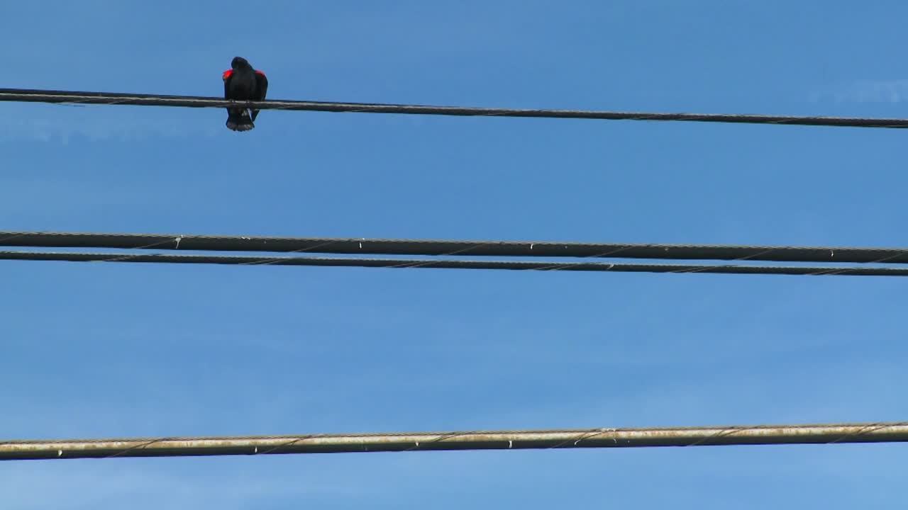 un mirlo rojo se sienta en una línea eléctrica