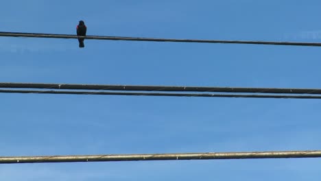 Un-Mirlo-De-Alas-Rojas-Se-Sienta-En-Una-Línea-Eléctrica