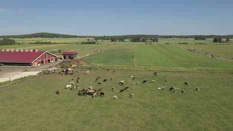 Vista-Aérea-De-Ganado-Comiendo-En-Un-Campo-Con-Hierba