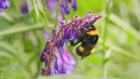 white tailed bumblebee looking for nectar on flower on windy sunny day in garden