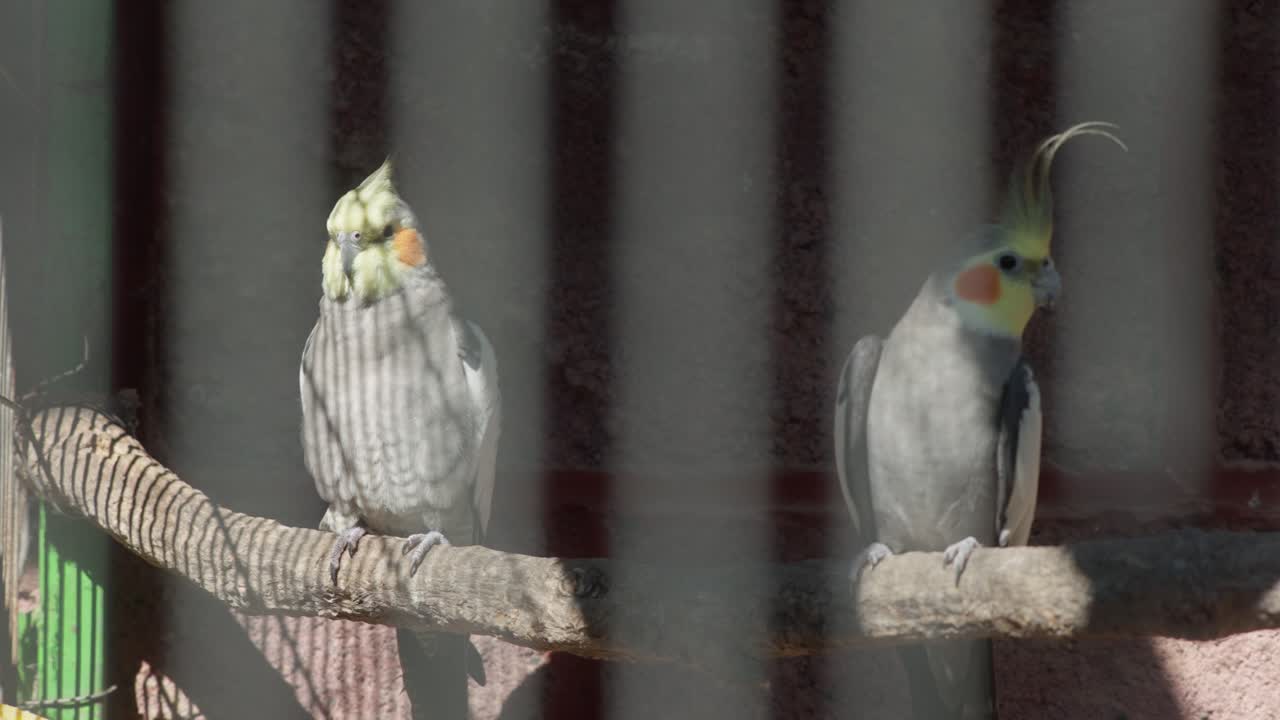 Two cockatiels perched on wooden branch behind bars, tracking right slow motion
