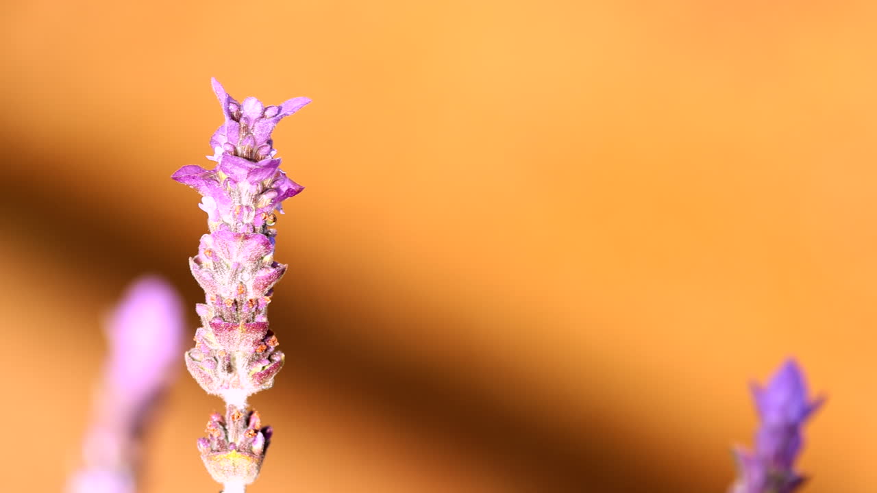 Close-up of Lavender flower glowing against sunset sky in warm summer glow