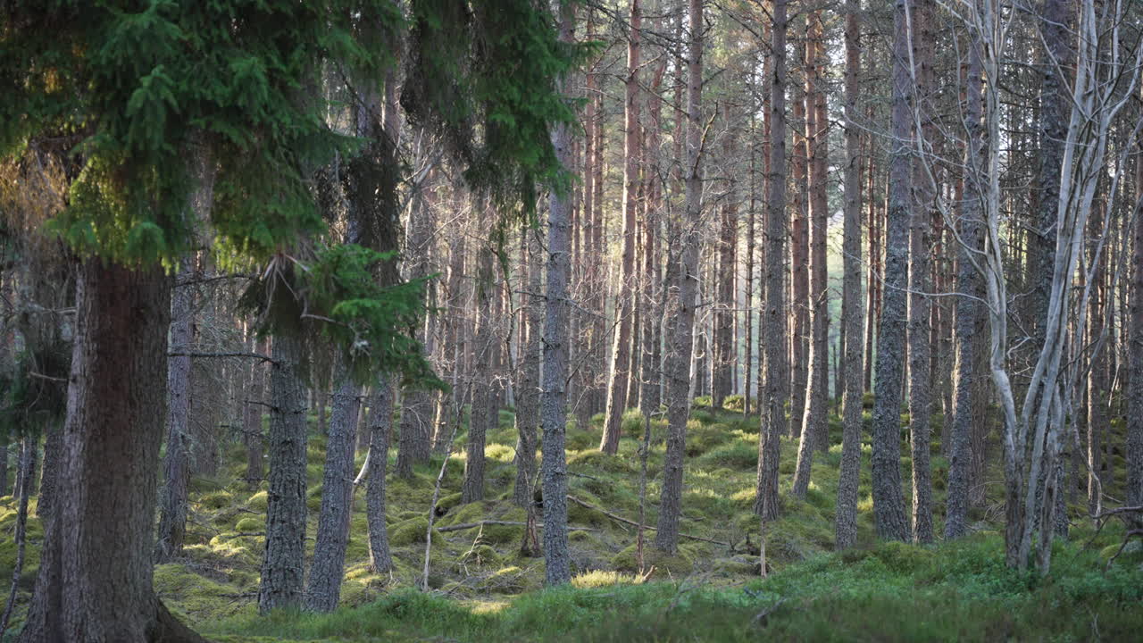 Vacker filmisk tagning av smala träd i en frodig skog med mossbelagd mark. Perfekt för naturdokumentärer, miljörelaterat berättande eller lugna bakgrundsbilder.