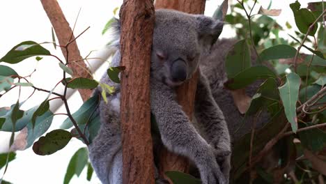 Close-up-shot-of-an-adorable-sleepy-koala,-phascolarctos-cinereus-sleeping-like-a-baby,-resting-and-leaning-on-the-tree-fork-of-eucalyptus-tree,-close-up-shot