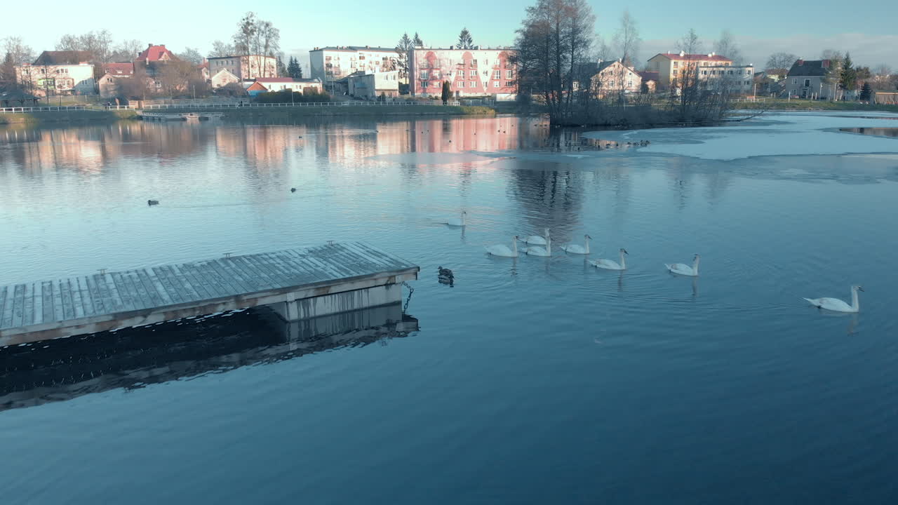 A group of swans swim past the pier, birds swim on the water, ducks and clear skies in the background