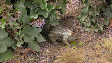 Hermosa-Y-Linda-Ardilla-Pequeña-Comiendo-Un-Aguacate-Junto-A-Algunas-Plantas