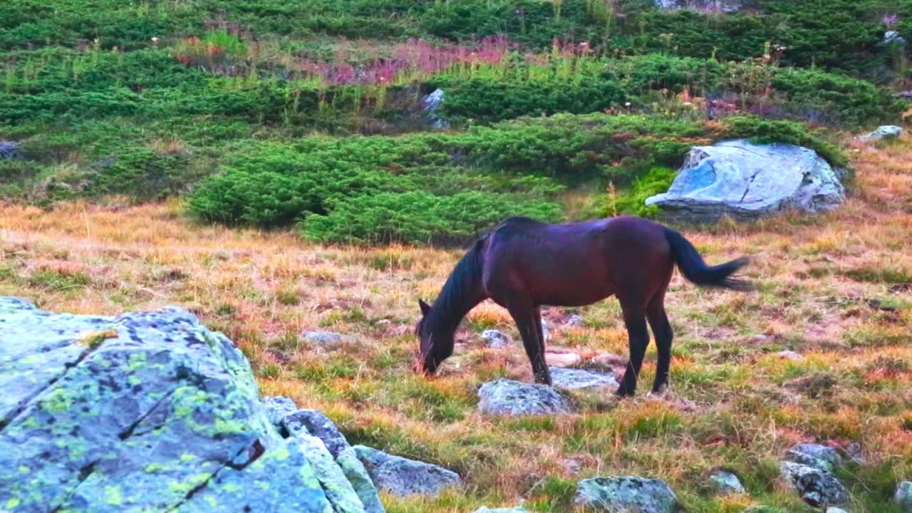 Close-up of a horse eating grass in the mountains