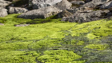 popping green moss with flowing water closeup in mountain