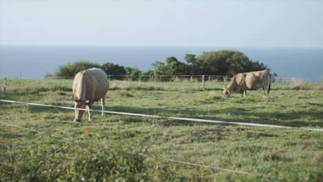 Cows-enjoying-ethical-living-conditions,-portrayed-in-slow-motion