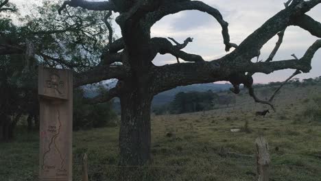 Drohnenbild,-Das-Mit-Einem-Pferd-Im-Hintergrund-Hochsteigt