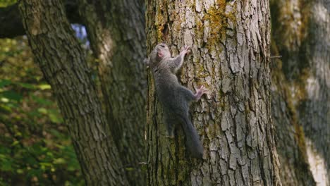 Forest-dormouse-protected-animal-return-back-to-wildlife-on-the-tree-in-european-forest