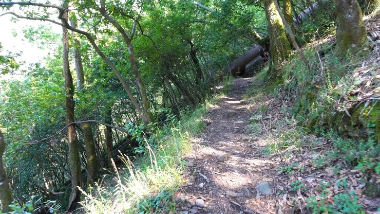 Sentiero in salita, percorso escursionistico nel Desfiladero do Eume, Fragas do Eume, Galizia, Spagna, paesaggio forestale e naturale di querce