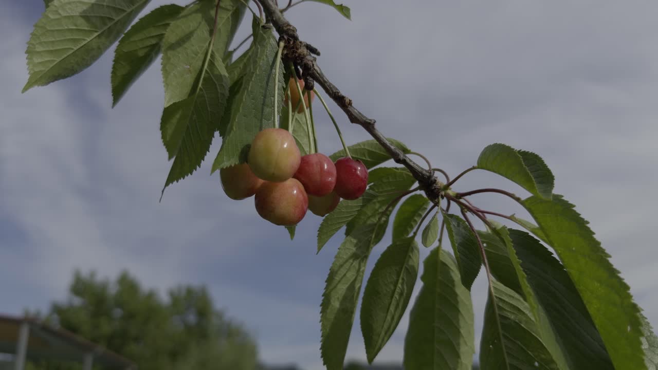 Close Up Red And Green Cherries Hanging On A Thin Branch With Green Leaves