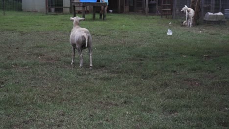 Ovejas-Curiosas-Observan-Mientras-Dos-Perros-Juegan-Y-Luchan-En-Un-Campo-Cerca-De-Un-Granjero-Durante-El-Día