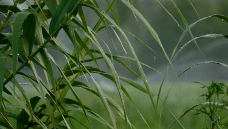 Lawn-irrigation-system-near-green-plants-in-park