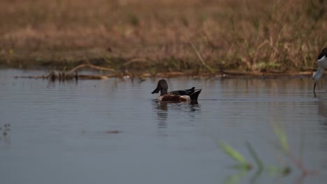 Northern-Shoveler,-Spatula-Clypeata