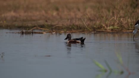 cuchara del norte, espátula clypeata
