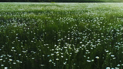 beautiful daisy meadow from above